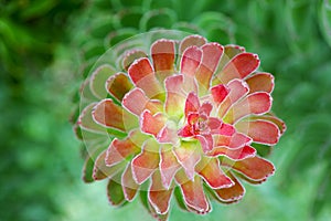 Mimetes flower in Kirstenbosch
