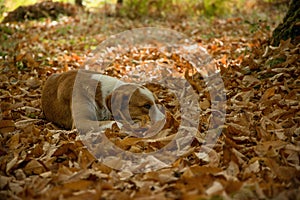 Mimetic dog in the autumn forest