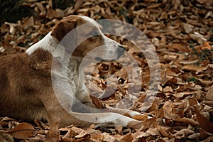 Mimetic dog in the autumn forest photo