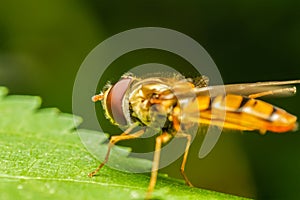 Mimetic Fly On A Leaf photo