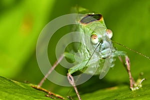 Mimetic Grasshopper, Tropical Rainforest, Costa Rica photo