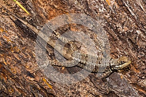 Mimetic Lizard on a Tree Trunk in Brazil