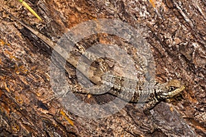 Mimetic Lizard on a Tree Trunk in Brazil photo
