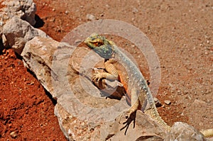 Mimetic reptile, kalahari