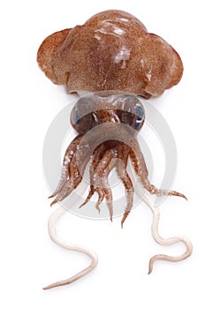 Mimi ika, little cuttlefish, bobtail squid, bottle-tailed cuttlefish  Euprymna morsei