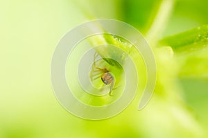 Mimic ant spider in the nature