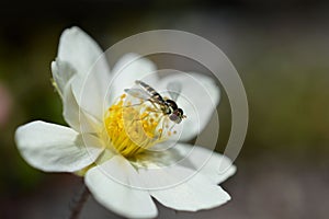Mimic bee photo