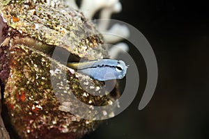 Mimic blenny