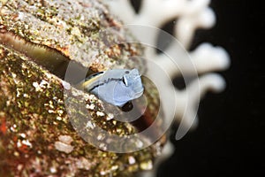 Mimic blenny