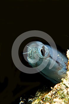Mimic Blenny