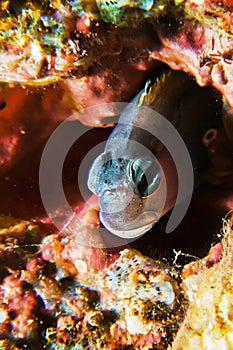 Mimic Blenny