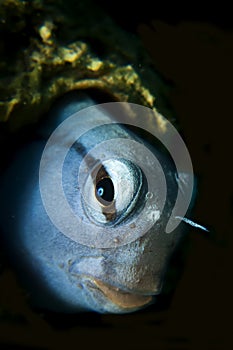 Mimic Blenny