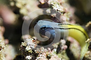 Mimic blenny