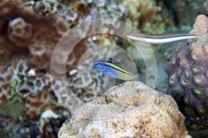 Mimic blenny (escenius gravieri) in the Red Sea.