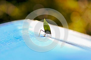 Green leaf mimic katydid at the Amazon rainforest in Leticia, Colombia