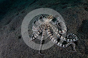 Mimic Octopus on Black Sand in Lembeh Strait