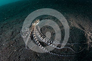 Mimic Octopus On Black Sand in Lembeh Strait