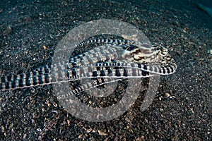 Mimic Octopus and Black Sand in Lembeh Strait photo
