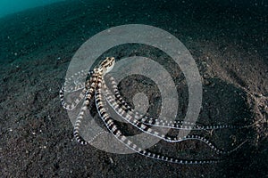 Mimic Octopus On Black Sand in Lembeh Strait photo