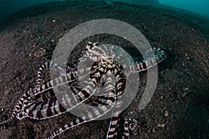 Mimic Octopus Crawling on Black Sand photo