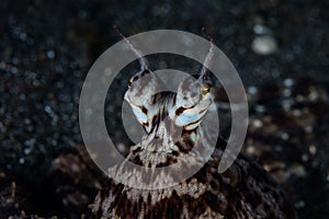 Mimic Octopus Eyes in Lembeh Strait