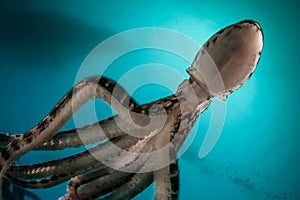 Mimic Octopus in Lembeh Strait, Indonesia photo