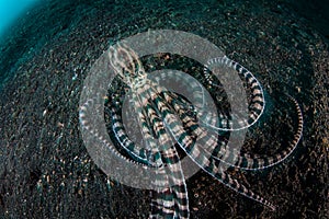 Mimic Octopus in Lembeh Strait photo