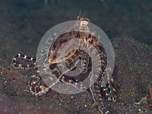 Mimic octopus photo