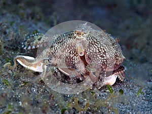 Mimic octopus photo