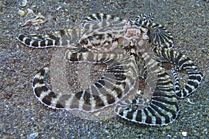 Mimic Octopus, Sogod Bay, Padre Burgos, Leyte, Philippines, Asia