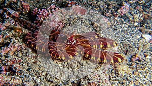 Mimic Octopus photo