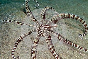Mimic octopus (thaumoctopus mimicus) in the Red Sea. photo