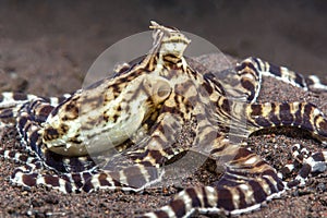 Mimic Octopus in Tulamben Indonesia