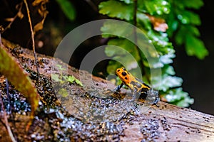 Mimic Poison Frog, Ranitomeya imitator Jeberos is a species of poison dart frog found in the Amazon rainforest.