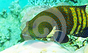 Mimic Roundhead underwater red sea