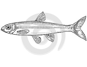 Mimic shiner or Notropis volucellus Freshwater Fish Cartoon Drawing