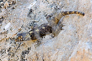 Mimicry of Agama lizard Stellagama stellio photo