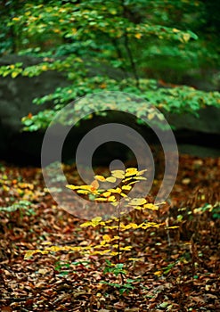 Mimicry autumn photo