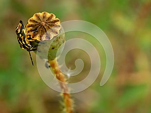 Mimicry of a beetle on an overblown poppy flower