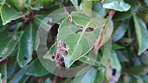 A Mimicry insect eating green leaf