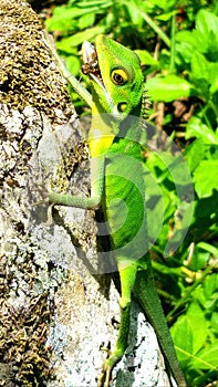 Mimicry at Its Finest - Green Reptile