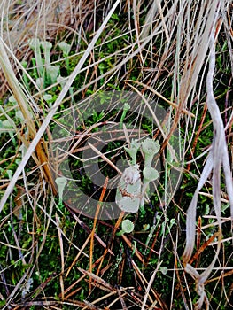 Mimicry in life of the forest