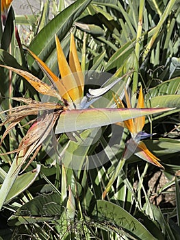 Mimicry in nature - Bird of Paradise