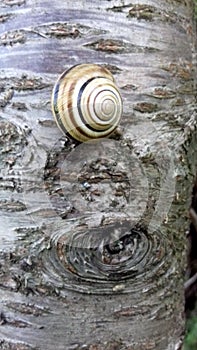 Mimicry Of Snail On The Bark Of A Tree