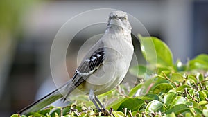 Mimid standing on a green tree branch