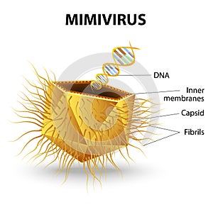 Mimivirus