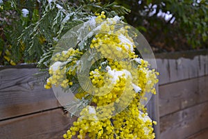 A mimosa in bloom covered with snow after the snowfall in french village. Yellow flowers