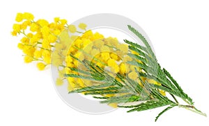 Mimosa, a branch of mimosa isolated on a white background
