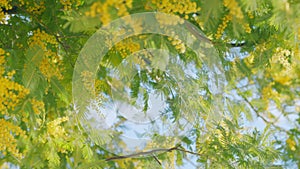 Mimosa Branches In Bloom. Branches Of Mimosa Flower Symbol Of Early Springtime In February. Close up.