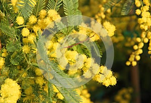 Mimosa Bush to give all women during international women's day